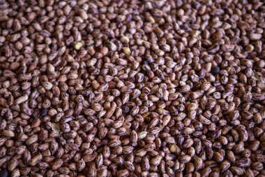 Sayısız küçük, kurutulmuş kahverengi ve mor benekli fasulyeler çerçeveyi dolduruyor, lezzetli ve sağlıklı bir yemek vaat ediyor. Yürekli baklagiller çok yönlü malzemeler sunarak tatmin edici mutfak deneyimleri sunar.