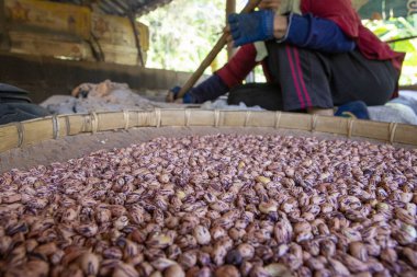 Çalışkan işçiler çok sayıda kahverengi fasulyeyi titizlikle işlerler, büyük geleneksel dokuma tepsi kırsal, basit ayarı dikkatlice sıralarlar. Bu odaklanmış faaliyet tarım çalışmalarının özünü gösteriyor