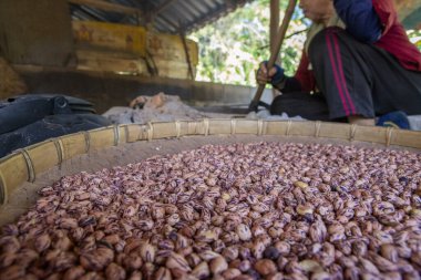 Çalışkan insan geleneksel emek gösterir, taze toplanmış fıstık seçer. Tarım süreci gıda mahsullerinin dikkatli bir şekilde sıralanmasını içerir. Odaklanma ve beceri kırsal kesimdeki çiftçilere olan bağlılığı vurguluyor