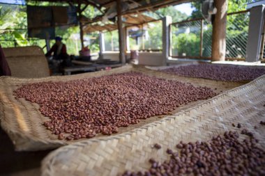 Sayısız kahverengi çiğ fıstık, doğal tarım hasadı, tüm yüzeye yayılmış, besin bileşeni kullanımına hazır. Bu sağlıklı yer fıstıklarının bolluğu sağlıklı beslenme hissini ve basit