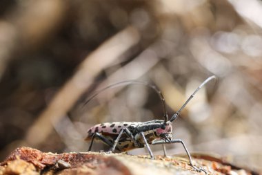 Köy kütüğünde uzun antenli eşsiz benekli böcek. Karmaşık siyah beyaz deseni doğal orman ortamında büyüleyici bir detay yaratarak sakin bir keşif hissi uyandırıyor.