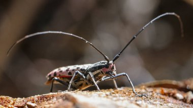 Büyüleyici uzun boynuzlu böcek, çarpıcı uzunluktaki antenini ve benekli vücudunu, doğada büyüleyici böceğini gururla sergiliyor.