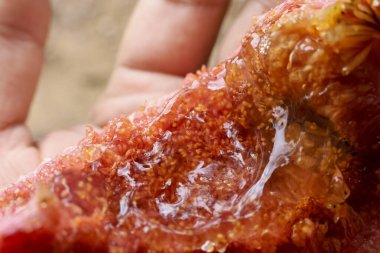 Canlı, olgun meyveler, zengin kırmızı turuncu rengini ve sulu dokusunu sergiliyor. İnsan eliyle nazikçe tutulan görülebilir sulu hamuru büyüleyicidir. Taze organik ürün sunar