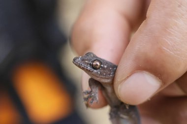 Küçük kertenkele, insan eli içinde nazikçe tutuldu. Tuhaf ifadeli küçük sürüngenler sergiliyordu. Küçük kertenkele sakin ve güvenli görünürken, vahşi yaşamın huzur dolu keşfini yakalar.