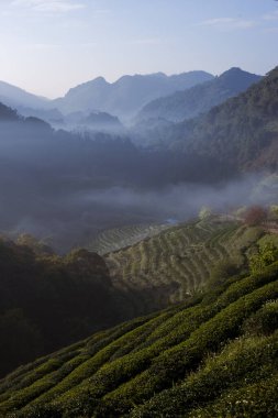 Canlı çay tarlaları yemyeşil tepe boyunca uzanır, uzak dağları kaplayan ince sis ve sisle birlikte. Huzurlu arazi, kırsal kesimin huzur dolu doğasını yansıtıyor.