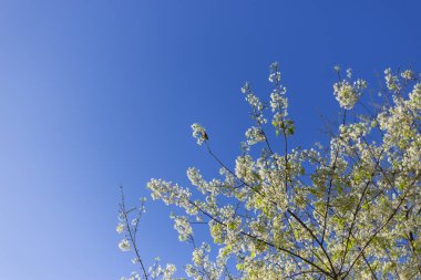 Beyaz çiçek dalları berrak mavi gökyüzüne doğru uzanıyor, dingin ve canlı doğal bir manzara yaratıyor. Bahar fotoğrafı, yeni büyümenin taze güzelliğini yakalar, barışçıl duygular uyandırır.