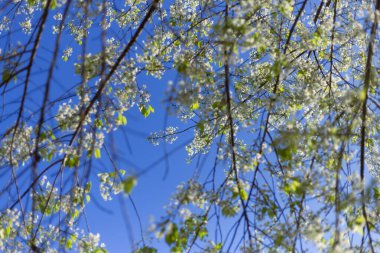 Beyaz bahar çiçekleri ve taze yeşil yapraklar açık mavi gökyüzüne uzanır, dingin güzelliği ve doğanın umut dolu uyanışını yakalar. Bu sakin an, yeni büyümenin canlı renklerini vurguluyor