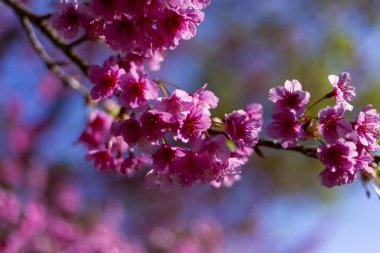 Pembe kiraz çiçekleri narin dallar canlı, güzel ve huzurlu bir bahar hissi uyandırır. Doğa serpilen çiçek, resim gibi sunar. Yakından, huzur dolu bir özü yakalar.