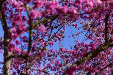 Canlı pembe çiçekler açık mavi gökyüzüne karşı ağaç dallarını süsler, nefes kesici ve neşeli bahar sahneleri yaratır. Doğa güzelliği narin taç yaprakları ve yeni büyümeyle ortaya çıkar. Huzurlu bir manzara sunar.