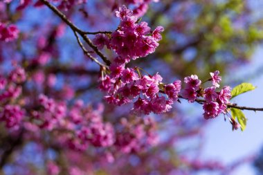 Ağaç dalının renginde canlı pembe çiçekler açarak baharın gelişini işaret ediyor. Yumuşak mavi gökyüzünde narin taç yaprakları parıldıyor, dingin ve güzel doğal bir manzara yaratıyor.
