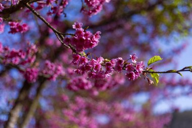 Canlı pembe çiçekler ağaç dalını süsler, güzel bir bahar çiçeği sahnesi yaratır. Açık mavi gökyüzü, narin yaprakları çerçeveler, açık havada doğanın neşeli büyümesini sergiler.