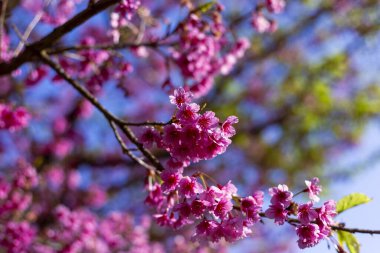Canlı pembe kiraz ağaçları ağaç dallarını süsler, parlak mavi gökyüzünün altında büyüleyici bir ilkbahar görüntüsü yaratır. Narin taç yaprakları baharın taze gelişinin habercisidir, dingin doğal güzellikler sunar.
