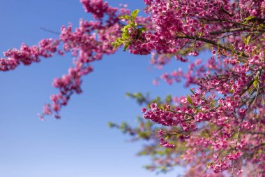 Canlı pembe çiçek, açık mavi gökyüzüne karşı ağaç dalını süslüyor ve baharın güzel özünü yakalıyor. Çiçek açan doğa taze enerji ve neşe saçar. Çiçeklerin muhteşem manzarası.
