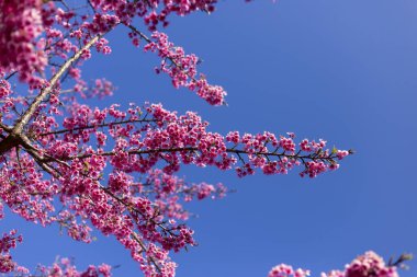 Canlı pembe kiraz çiçekleri açık mavi gökyüzünde çiçek açar. Narin yapraklar güzel bir bahar manzarası yaratır. Doğal görünüş, yeni hayatı sembolize eden neşeli ve huzurlu bir duyguyu çağrıştırıyor.