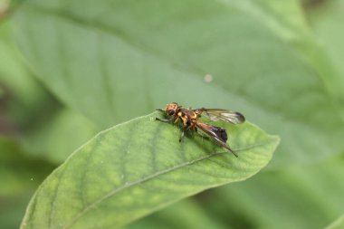Yeşil yaprak üzerinde dinlenen turuncu ve siyah lekeli yaban arılarının makro görüntüsünü kapat. Kanatlarının ve vücudunun karmaşık detaylarını göster. Doğadaki hassas böcek yaşamını anımsat.