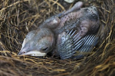Yavru kuş rahat yuvasında huzur içinde yatar, gözleri sessiz bir kırılganlık anında kapanır ve yeni bir hayat başlar.