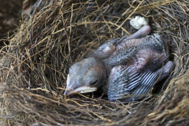 Yuvadaki yeni doğmuş kuş, hassas ve kırılgan, kabarık tüylü ve açık gagalı, beslenmeyi, masumiyeti ve yaşam döngüsünü öngören.