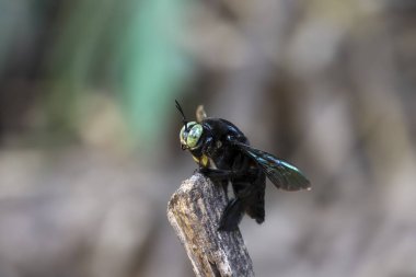 Marangoz arısının makrosu, parlak dış iskeletinin ve bileşik gözlerinin, doğal harikalar ve böcek dünyasının vızıldayan enerjisinin ayrıntılarını gözler önüne seriyor.