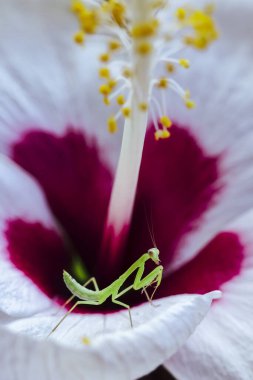 Küçük, parlak yeşil peygamber devesi narin beyaz ve koyu pembe amberçiçeği üzerinde huzur içinde yatar, doğanın karmaşık güzelliğini ve barışçıl birlikteliğini makro perspektifte sergiler.