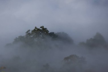 Sisli orman örtüsü ruhani sisle örtülmüş, gizem ve huzur dolu yalnızlığı çağrıştırıyor.