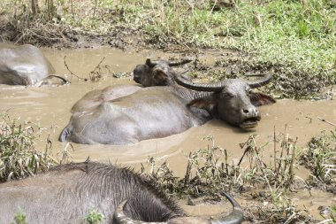 Su bufaloları çamur banyosunun keyfini çıkarıyor, sıcaktan ve böceklerden kurtulmak için doğal sulak alan ortamından faydalanıyor. Bu güçlü hayvanlar rahatlığı ve gençliği kalın, rahatlatıcı çamuru, somutlaştırıcı duyguyu bulurlar.
