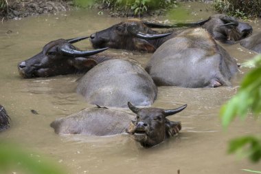 Bufalo sürüsü çamurlu havuzu rahatlatıyor, sıcaklığı yenmek ve böceklerden kurtulmak için serin suyun tadını çıkarıyor. Bu hayvanlar derilerini korumak ve vücutlarını korumak için sık sık çamur ve su dökerler.