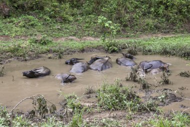 Su bufalosu sürüsü çamurlu havuza batmış, bitkin görünüyor ve yemyeşil kırlarda sıcaktan korunmak istiyor.