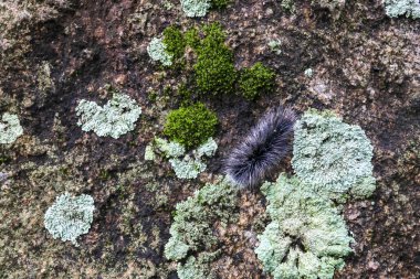 Kürklü tırtıl, liken kaplı kayalar boyunca yavaşça sürünerek sessiz bir azim ve doğanın minyatür dünyasını anımsatıyor.