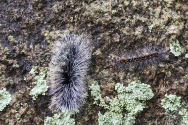 Kürklü tırtıl yakından gösterilir, doğal harikalar uyandıran, liken kaplı yüzeyde sürünürken nazik bir merak duygusu ile kıllı bir görünüm sergiler.