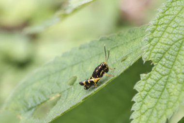 Sarı işaretli küçük çekirge canlı yeşil yaprağın üzerine tünemiş, doğanın karmaşıklığını ve hassas ekosistem dengesini ortaya koyuyor.