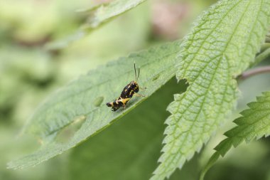 Canlı yeşil yaprağın üzerinde duran küçük, siyah ve sarı işaretli böcek, doğayı sessiz bir esneklikle karmaşıklaştırıyor.
