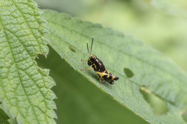 Karmaşık siyah ve sarı işaretli küçük çekirge, narin antenlerini ve desenli vücudunu sergileyen yeşil yaprak üzerinde oturuyor. Bu küçük yaratık sakin ve özenli davranışlar sergiliyor.