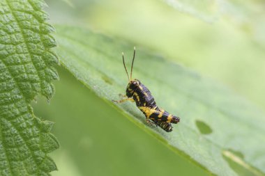 Siyah ve sarı çizgili küçük çekirge, narin antenini ve karmaşık vücudunu gösteren yeşil yaprağın üzerine sakince oturur. Makro görünüm bitkinin canlı desenini ve dokusunu vurgular
