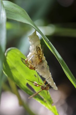 Makro çekim, iki eşekarısının bal peteği yuvası yeşil yaprak yaptığını, gayretli çalışmalarını ve yapı malzemesinin karmaşık dokusunu gösterdiğini, doğa sanayisini ve merakı uyandırdığını gösteriyor.