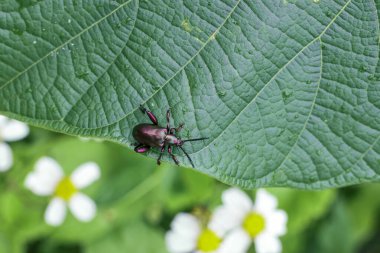 Uzun antenli koyu renkli böcek dikkatli adımlarla yeşil yaprak dokuyor, çiçek açan beyaz çiçekler ve yemyeşil yapraklar arasında hassas bir keşif hissi veriyor.