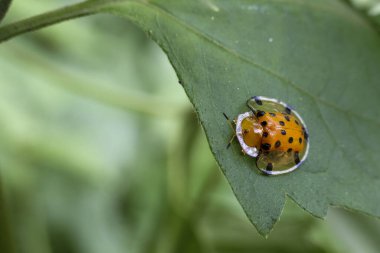 Minik turuncu ve siyah uğur böceği canlı yeşil yaprağın üzerinde uzanır. Karmaşık kabuğunu sergiler. Varlığı hassas güzelliği ve doğanın sessiz mucizesini çağrıştırıyor. Küçük yaratıklar.