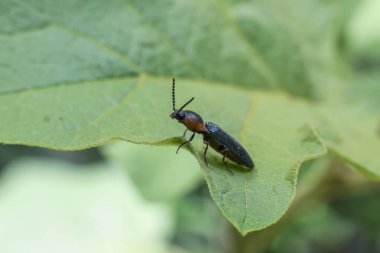 Koyu kahverengi klik böceği canlı yeşil yaprağa dayanır. Narin antenleri genişleyerek karmaşık böcek anatomisini ve doğadaki sakin anını gözler önüne serer.