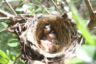 İki minik yavru kuş, yeşil yaprakların arasına yuva yapmış olan doğal dal yuvalarını sıcak ve güvenli kılmak için bir araya gelirler. Savunmasız görünüyorlar, annelerinin dönmesini bekliyorlar, sembolize ediyorlar.