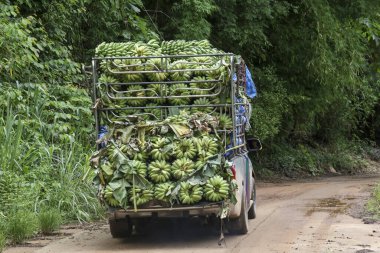 Taze muzlarla dolu kamyon toprak yolda ilerliyor yemyeşil ağaçlarla çevrili, bolluk ve kırsal yaşam hissi uyandırıyor.