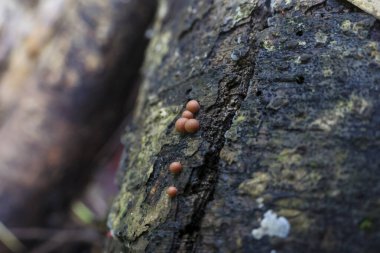 Küçük, yuvarlak, turuncu kahverengi mantarların sert ağaç kabukları üzerinde meyve veren vücutları kapayarak, yeni büyüme ve doğal dokulara işaret eder.