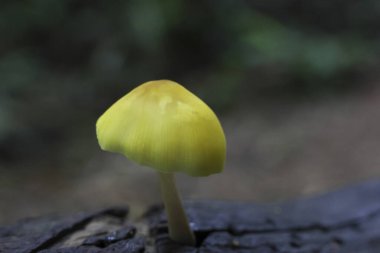 Küçük sarı mantar yosunlu kütük olarak yetişir, doğanın zarif güzelliği ve sessiz esnekliğin sembolü. Canlı rengi sessiz orman zeminine karşı duruyor, merak ve doğal keşfi çağrıştırıyor.