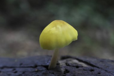 Yalnız, parlak sarı mantar koyu, dokulu yüzeyden çıkar, meraklı ve narin görünür. Yumuşak ve ince gövdesi yumuşak, bulanık orman arka planına keskin bir şekilde odaklanır.