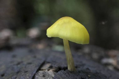 Küçük sarı mantarlar koyu ağaçtan filizlenir, narin güzellikler sergilerler sessiz yalnızlık ve ince bir merak duygusu ile