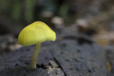 Çürüyen ahşaptan tek başına çıkan parlak sarı mantar. Hassas kapsülü ormandaki doğal merak ve sessizlik hissini taşıyor.