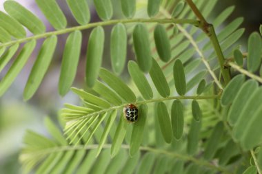 Uğur böceği canlı yeşil yaprağa dayanır, doğada sükunet ve sükunet duygusu gösterir. Narin biçimi, yemyeşil yapraklarla çelişiyor. Küçük canlıların güzelliğini ön plana çıkarıyor.
