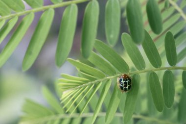 Uğur böceği canlı yeşil yaprağa dayanır, narin güzelliğini ve karmaşık desenlerini sergiler. yumuşak odak arkaplanı böcek varlığını ve doğal ortamı vurgular
