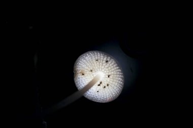 Mantarlar karanlıkta parlıyor, ruhani bir ışık yayıyor, doğanın ışıltısını ve mistik cazibesini, harikaları uyandırıyor.