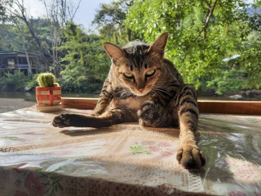 Çizgili tekir kedi kendini dışarı tımar eder, rahat ve hoşnut bir ruh hali sergiler, küçük saksı kaktüsünün yanında doğal ışıkta güneşlenir desenli yüzeyde