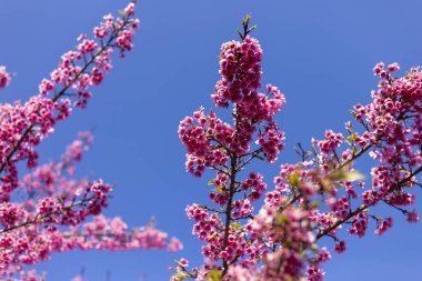 Açık mavi gökyüzüne karşı ağaç dalında pembe kiraz çiçeklerinin güzel manzarası. Baharı, güzelliği ve yenilenmeyi temsil eden neşeli, canlı bir doğa geçmişi var.