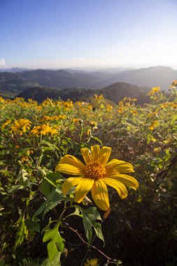 Güneşin doğuşuyla dingin dağ manzarasında açan güzel sarı çiçek. Bu canlı, manzaralı manzara, berrak mavi gökyüzü ile doğal çiçekleri gösteriyor.